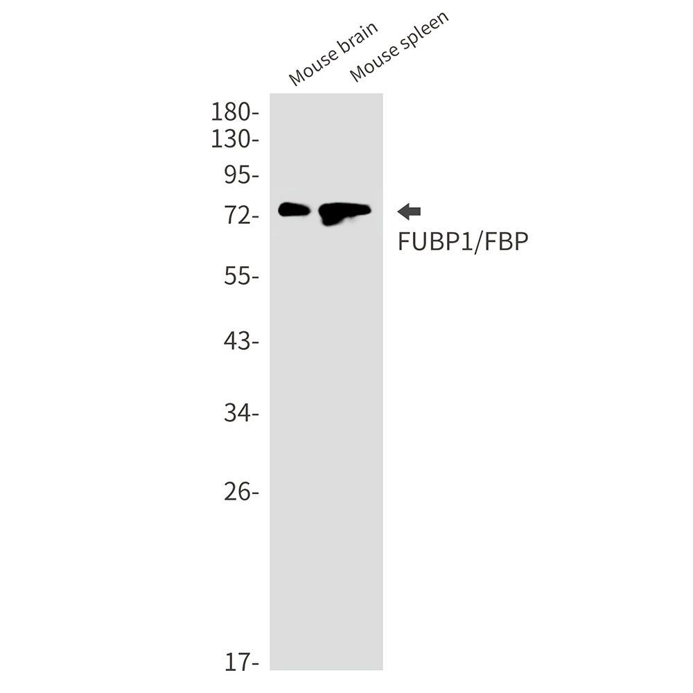 FUBP1 Antibody