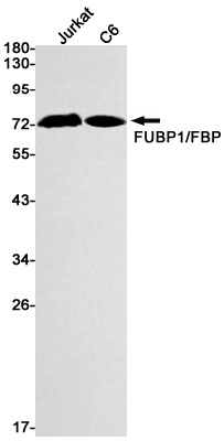 FUBP1 Antibody