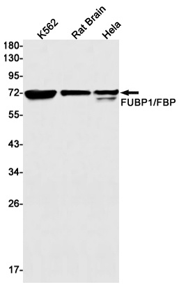 FUBP1 Rabbit mAb