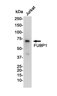 FUBP1 Rabbit mAb