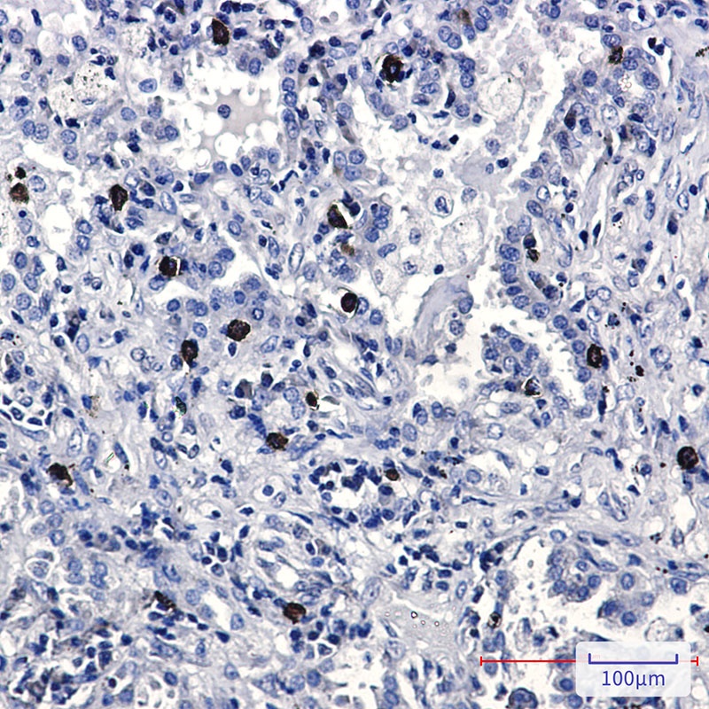 FLI1 Rabbit Monoclonal Antibody