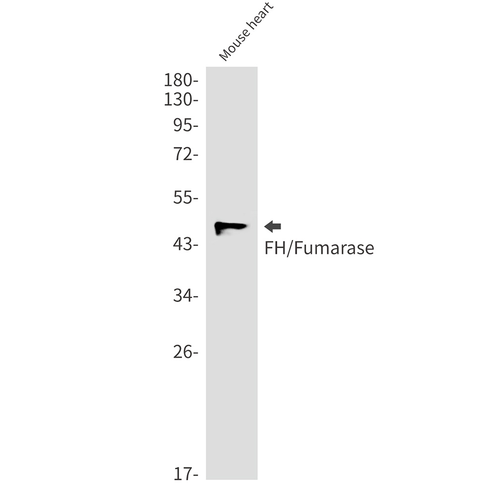 FH Rabbit mAb
