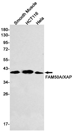 FAM50A Antibody