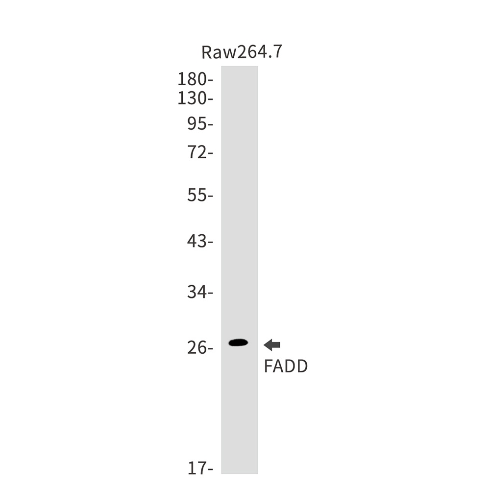 FADD Rabbit mAb