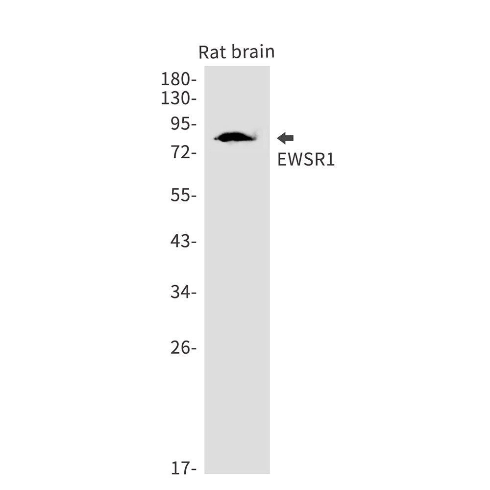 EWSR1 Antibody