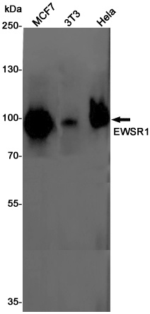 EWSR1 Antibody
