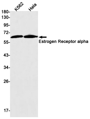 ESR1 Antibody