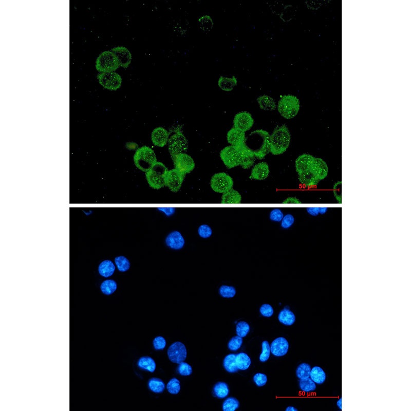 ESR1 Antibody