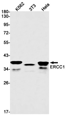 ERCC1 Antibody