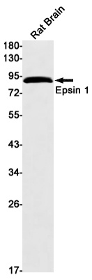 EPN1 Antibody