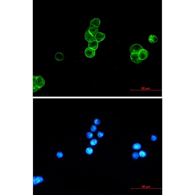 EPCAM Antibody
