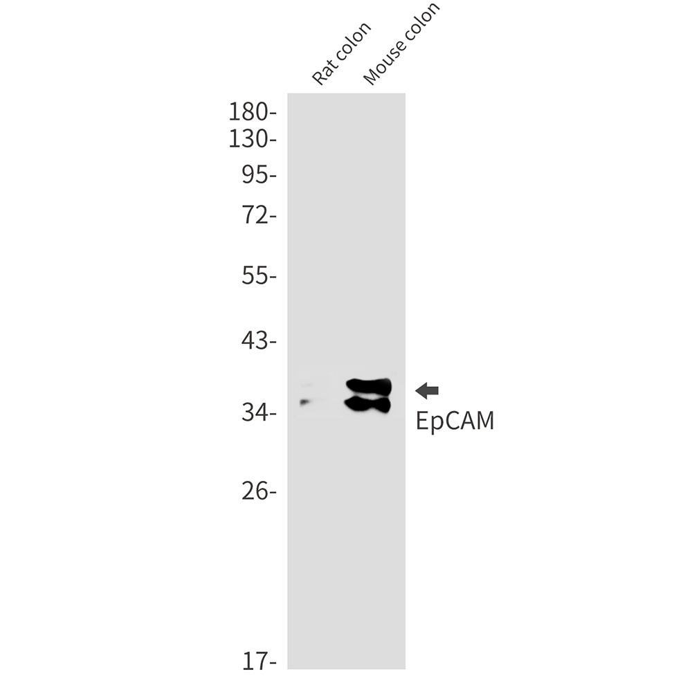 EPCAM Antibody