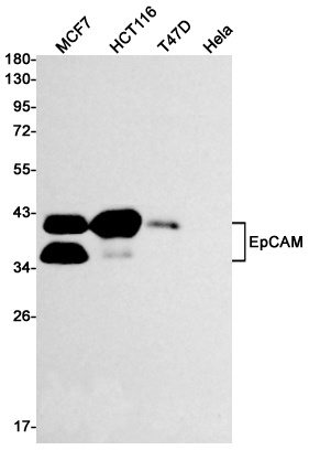 EPCAM Antibody