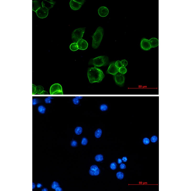EPCAM Antibody