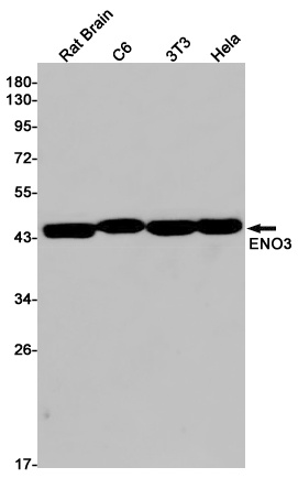 ENO3 Antibody
