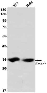 EMD Antibody