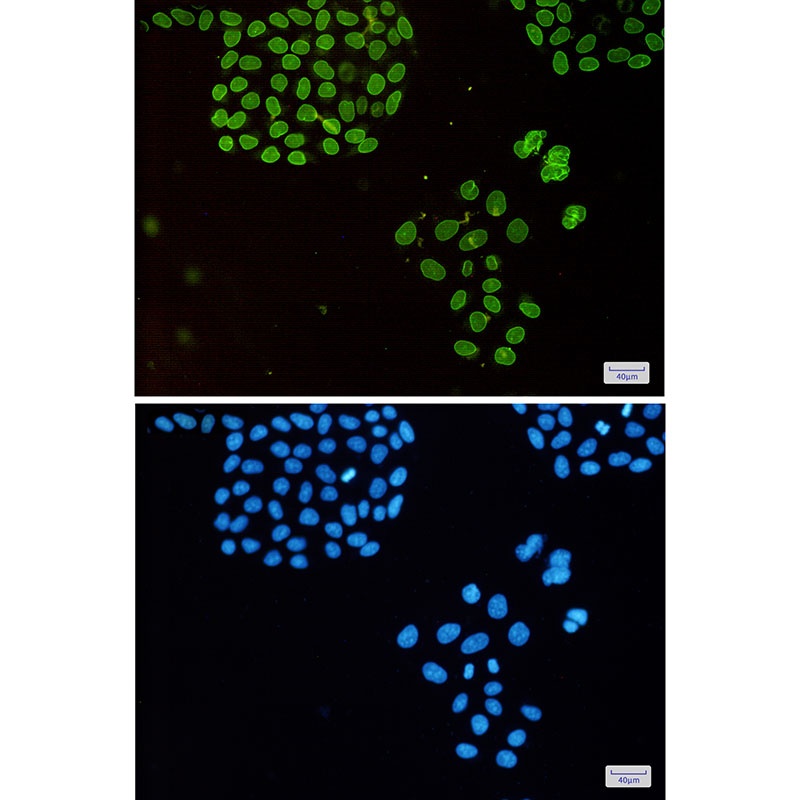 EMD Antibody