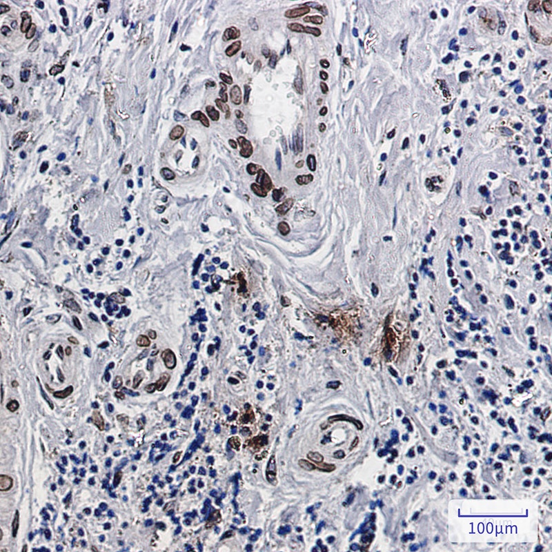 EMD Antibody
