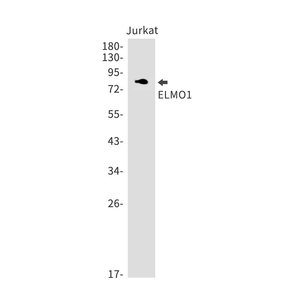 ELMO1 Antibody