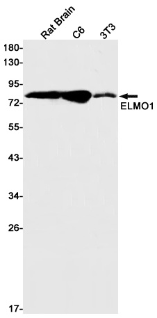 ELMO1 Rabbit mAb