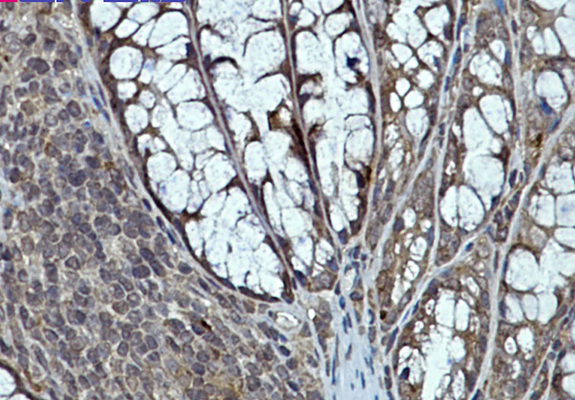 EIF4E Antibody