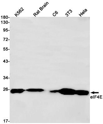 EIF4E Antibody