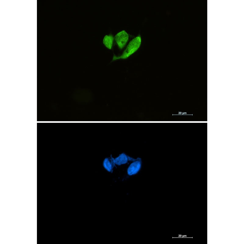 EIF4E Antibody