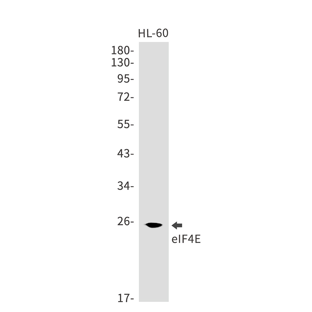 EIF4E Antibody