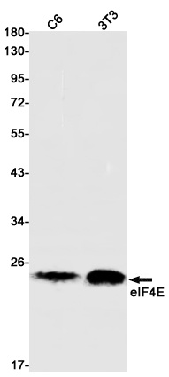 EIF4E Antibody