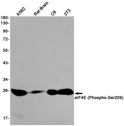 EIF4E Antibody