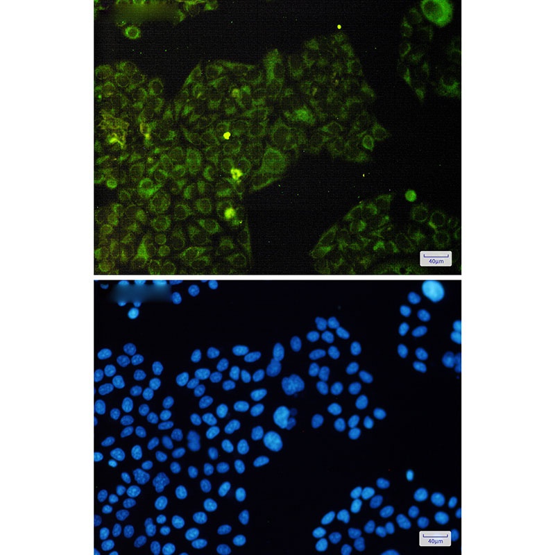 EIF4E Antibody
