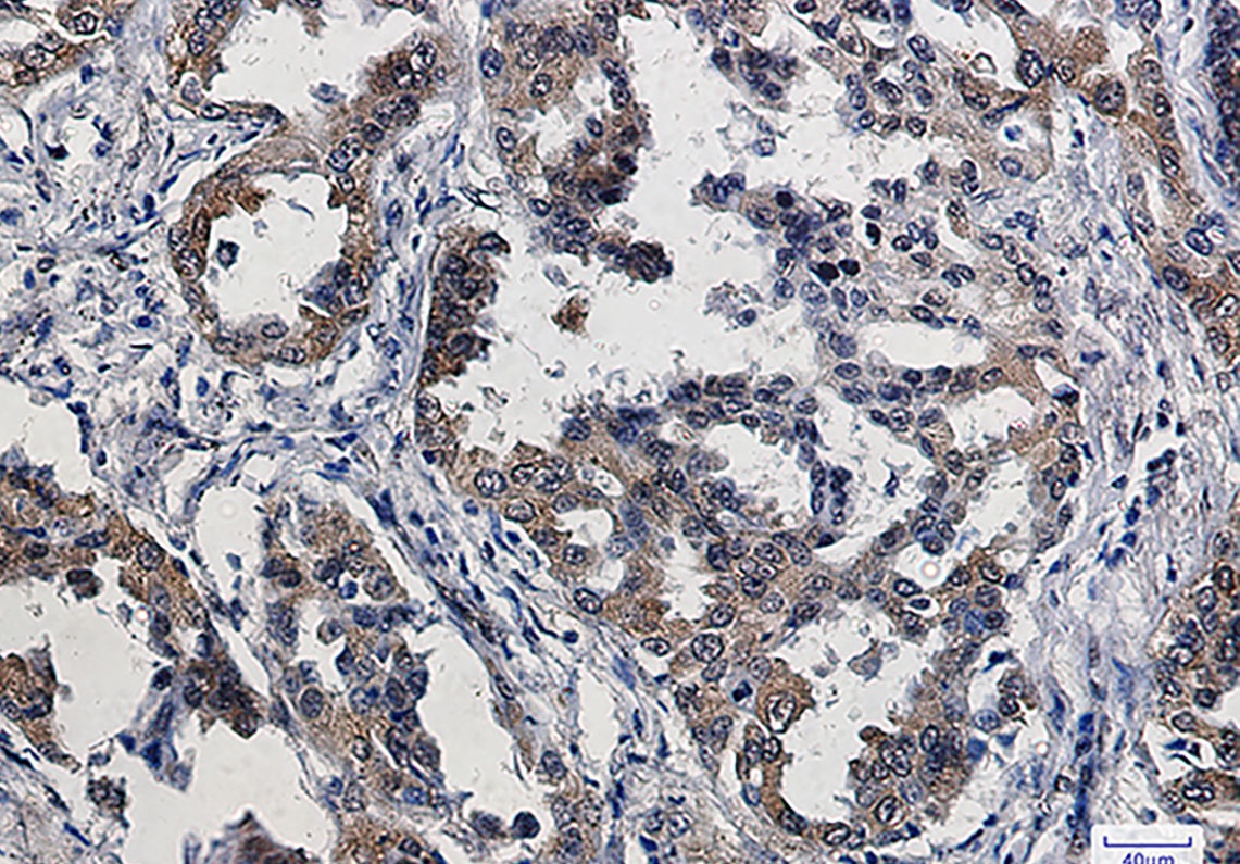 EIF4E Antibody