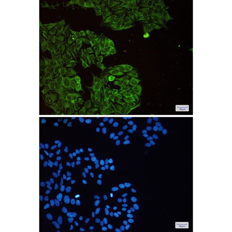 [KD] eIF3B Rabbit mAb