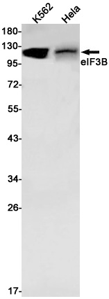 eIF3B Rabbit Monoclonal Antibody