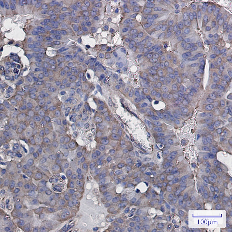 eIF3B Rabbit mAb
