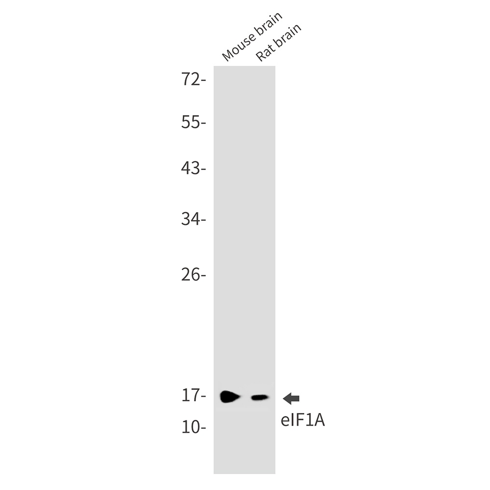 EIF1AX Antibody