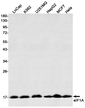 eIF1A Rabbit mAb