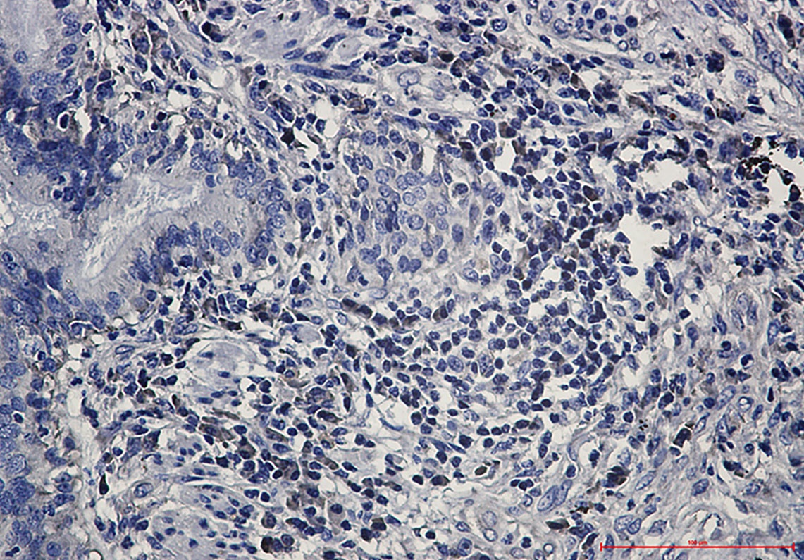 eIF1A Rabbit mAb
