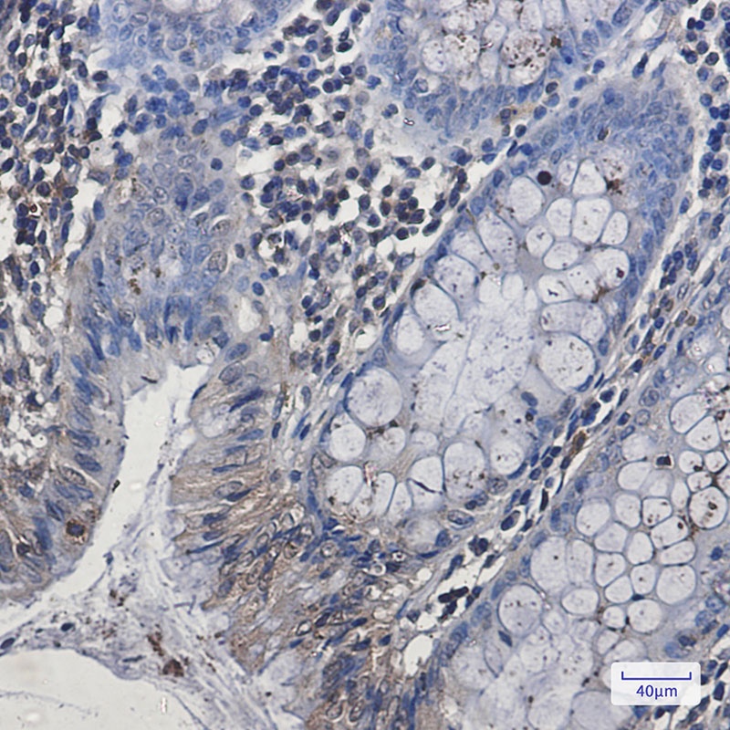 EHD1 Rabbit mAb