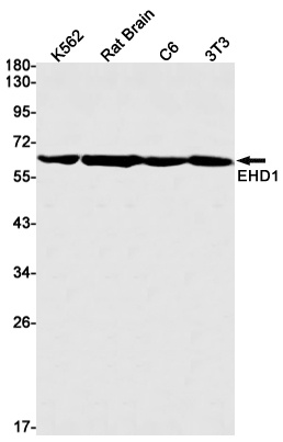 EHD1 Rabbit mAb