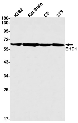 EHD1 Antibody