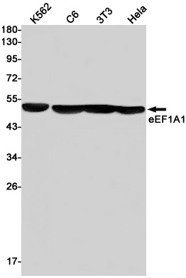 EEF1A1 Antibody