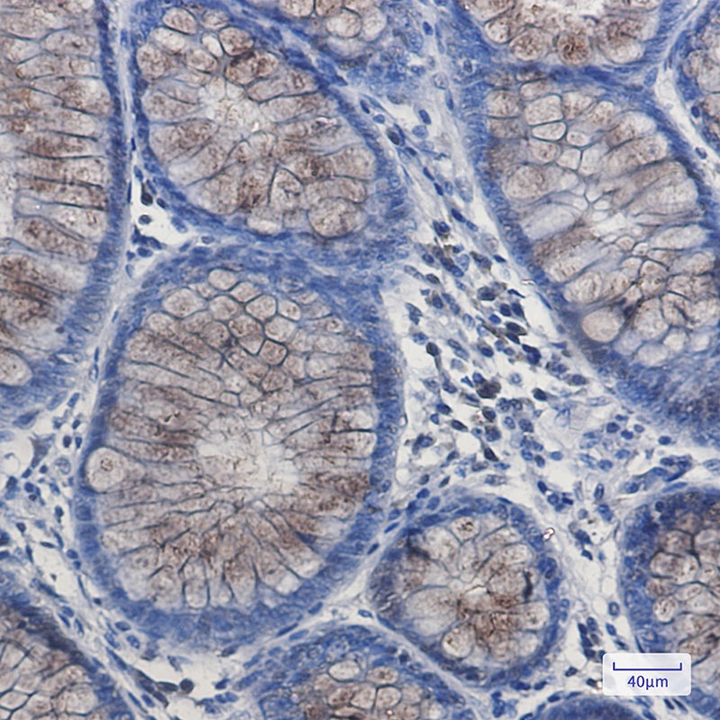 DYNLL1 Antibody