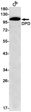DPYD Antibody