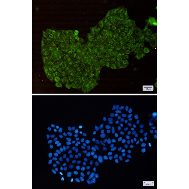 DPD Rabbit mAb