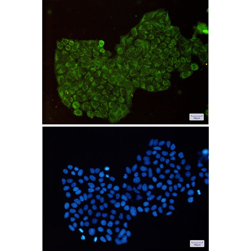 DPYD Antibody