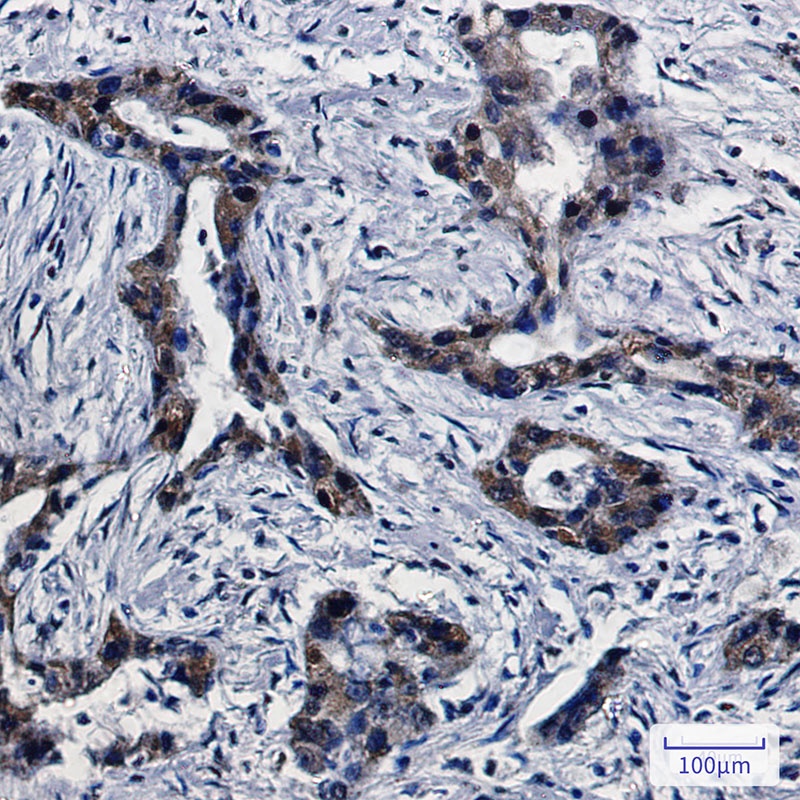 DPD Rabbit mAb