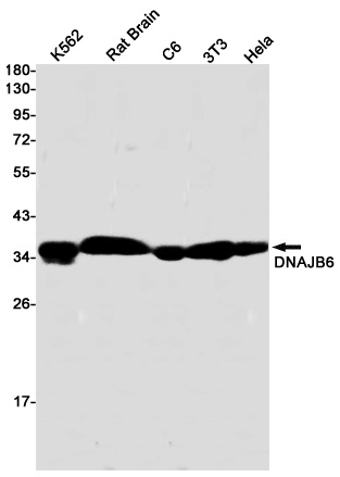 DNAJB6 Antibody