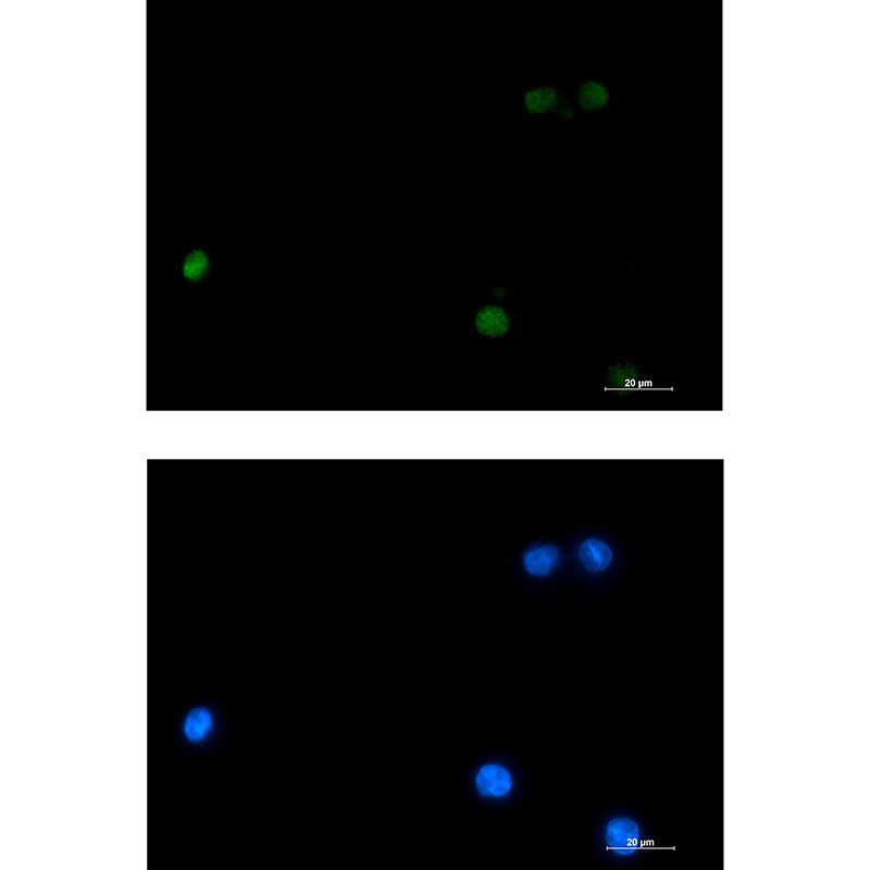 DLX4 Rabbit mAb