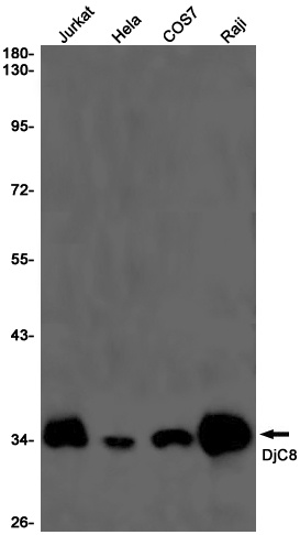 DNAJC8 Antibody